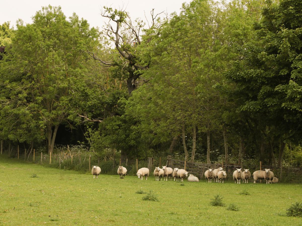 Just A Cottage, Newlands Farm Swanwick Dış mekan fotoğraf